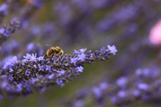 Comment les abeilles font le miel ?